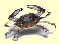 The crab is the animal associated with cancer